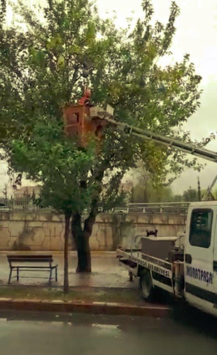 Antalya'da konteynere atılan çöpler ağaçta asılı kaldı