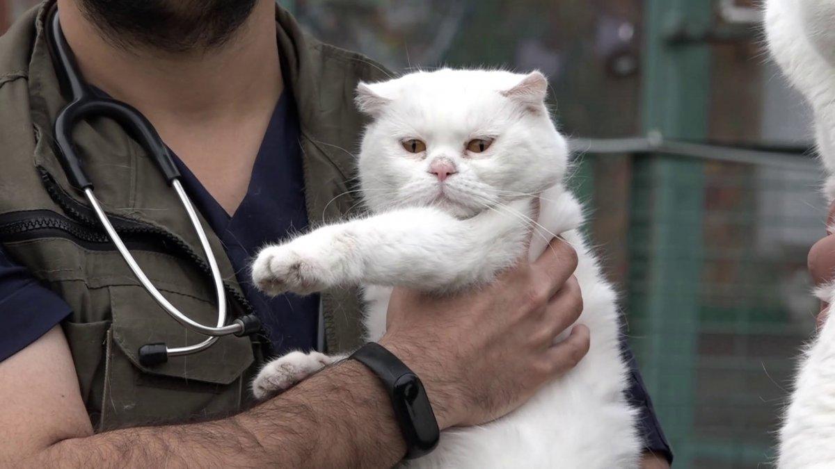 İstanbul’da boşanan çift kedileri paylaşamadı, barınağa bıraktı