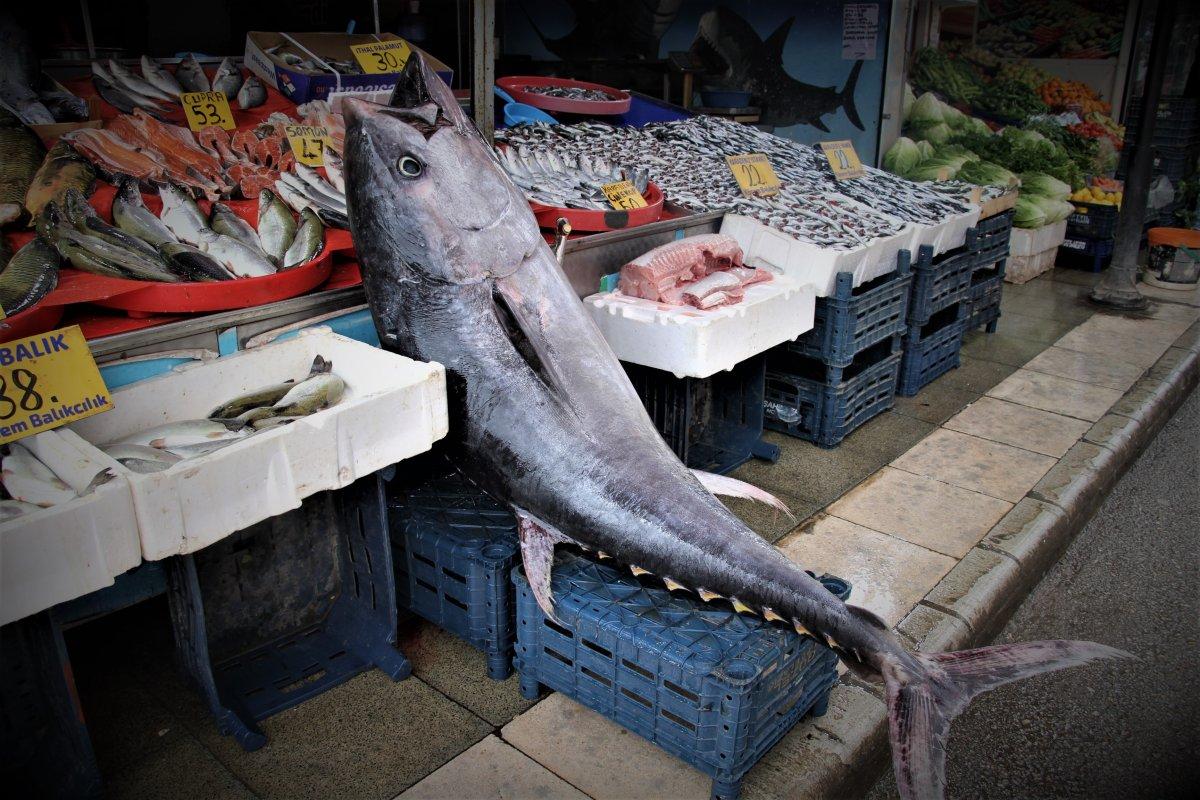 Elazığ'da 144 kiloluk dev orkinos