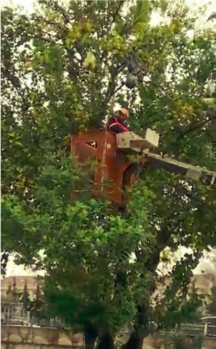 Antalya'da konteynere atılan çöpler ağaçta asılı kaldı