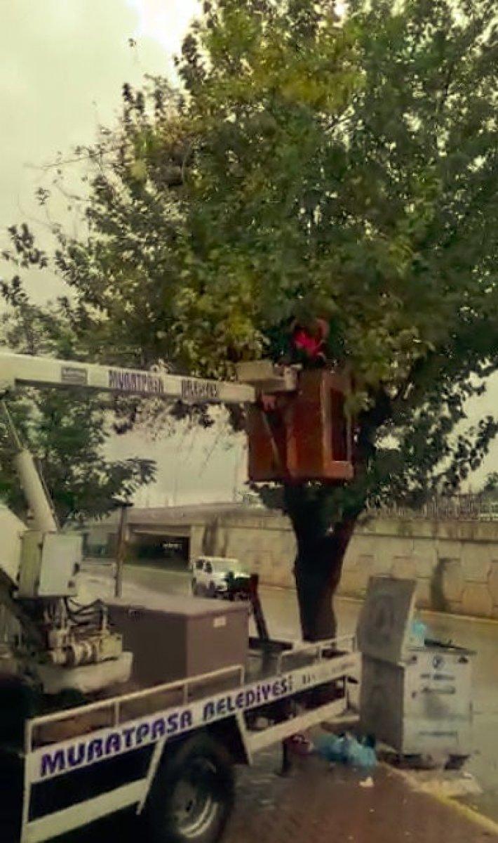 Antalya'da konteynere atılan çöpler ağaçta asılı kaldı