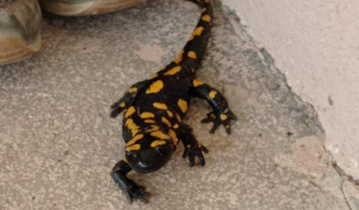 Malatya'da plastik sandı canlı çıktı