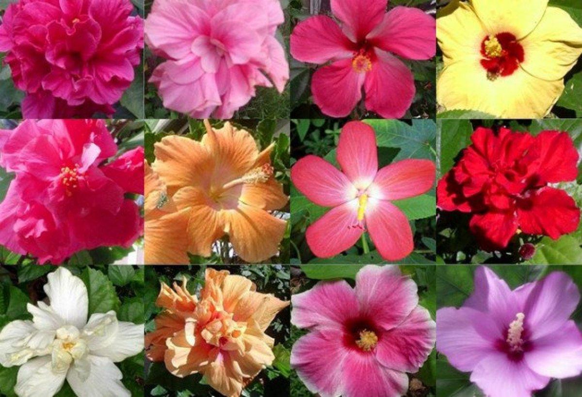 Doğanın kucağından bir şifa deposu: Hibisküs otu