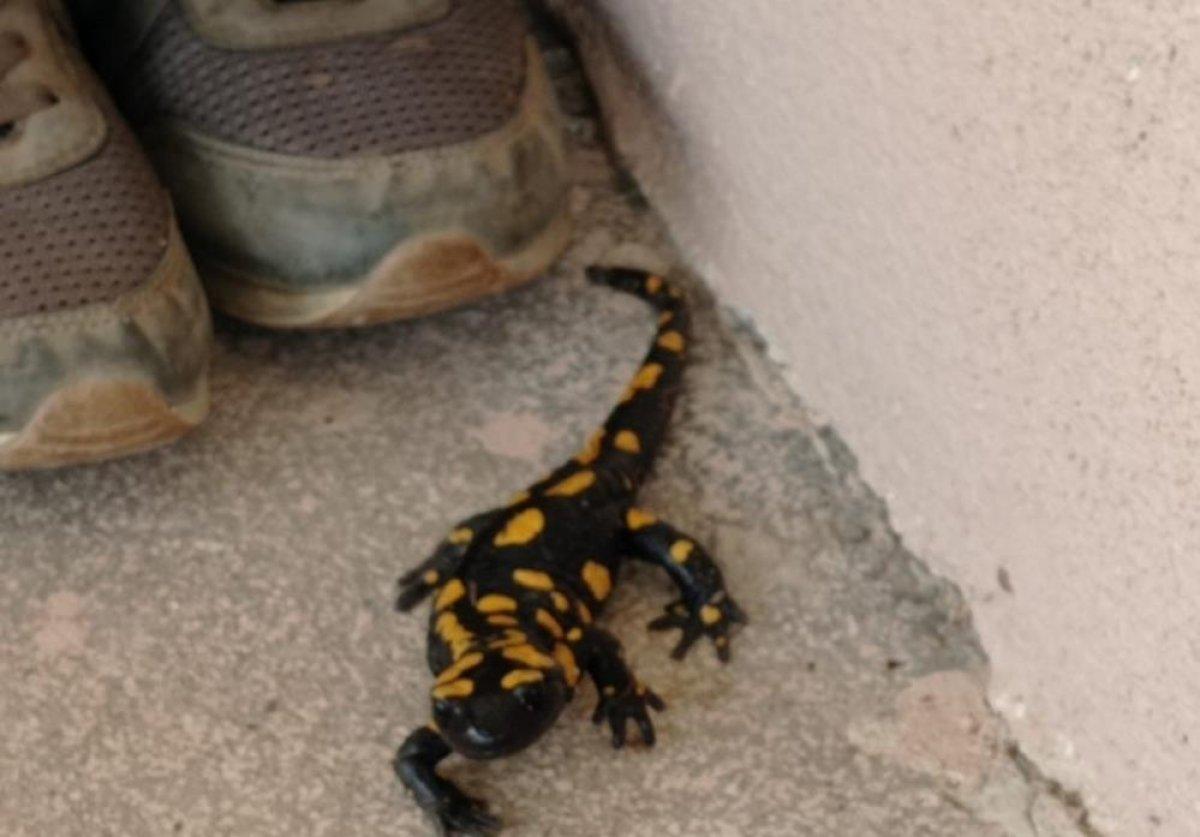 Malatya'da plastik sandı canlı çıktı