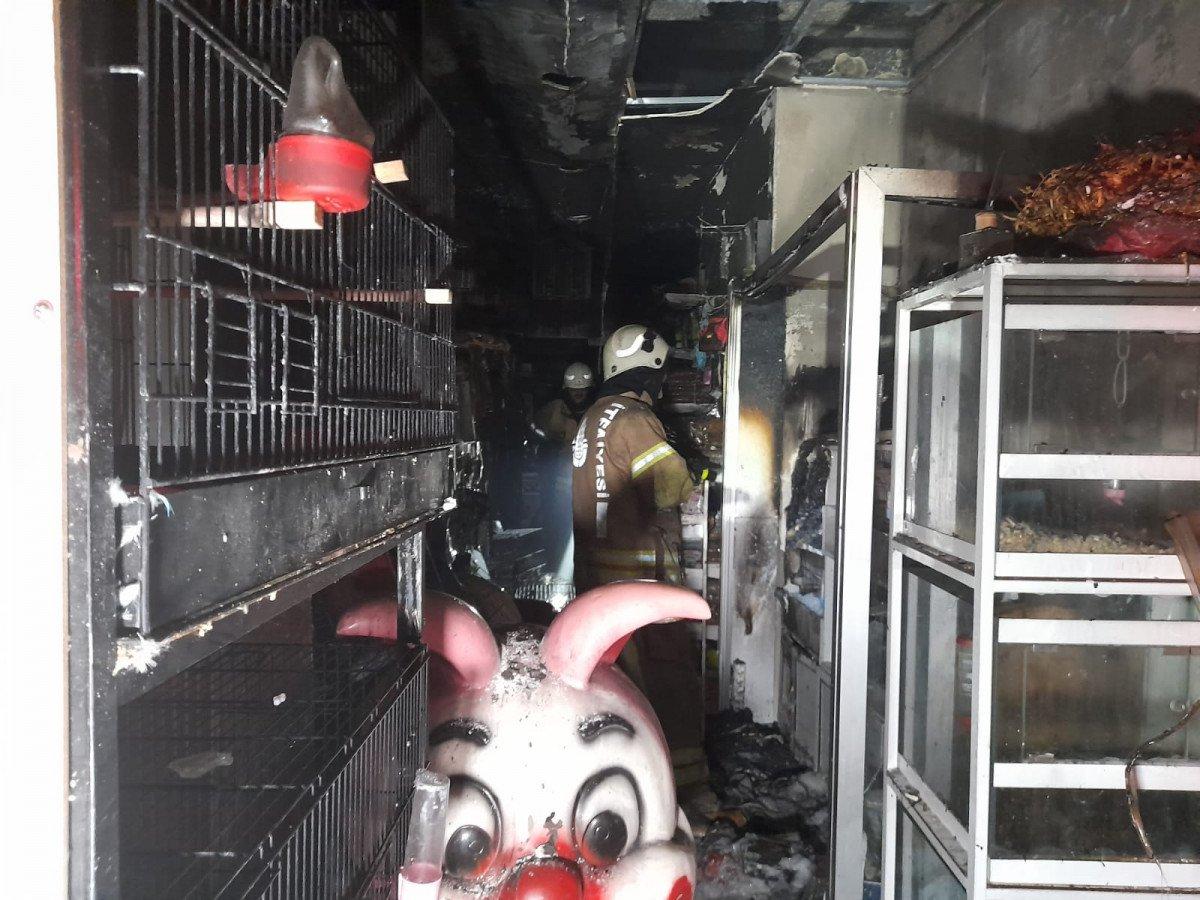 Bayrampaşa'da pet shop'ta çıkan yangında, çok sayıda hayvan öldü