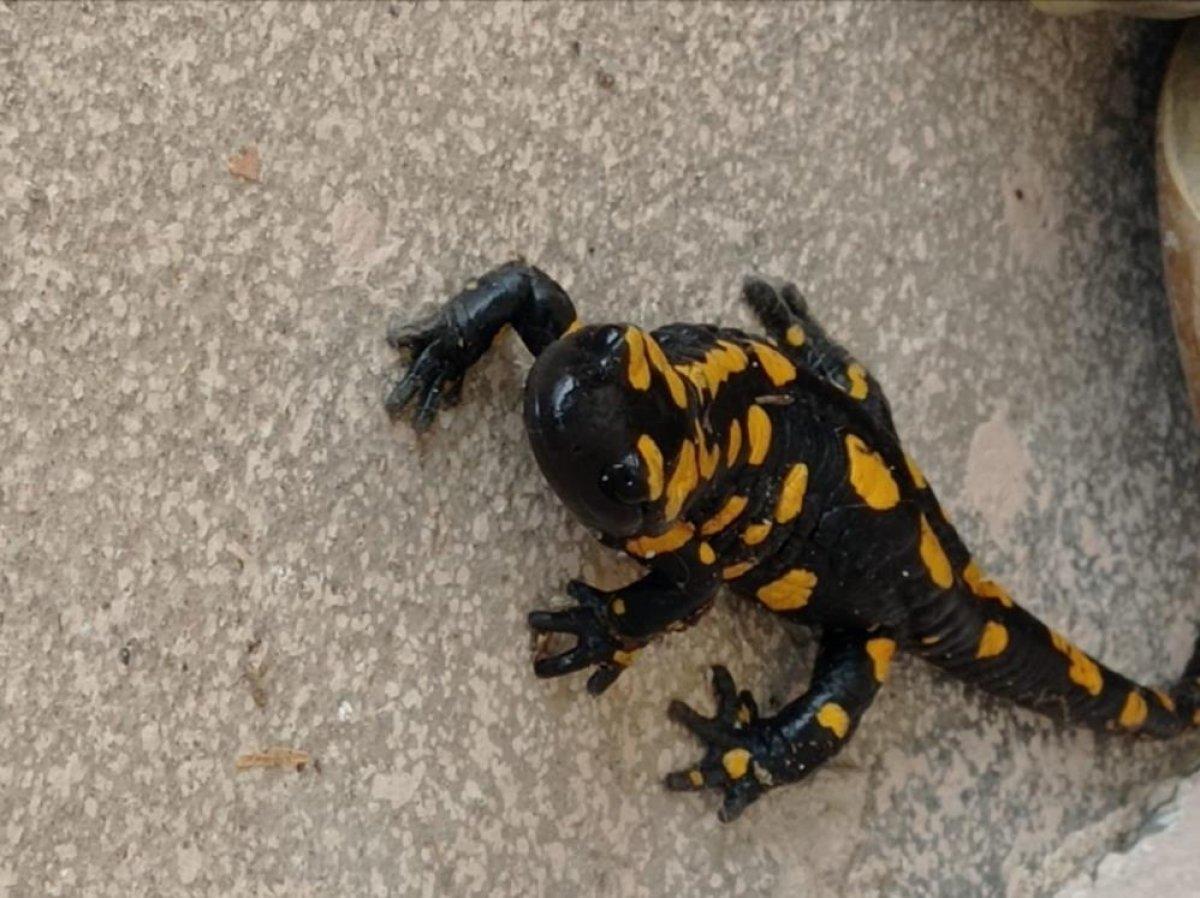 Malatya'da plastik sandı canlı çıktı