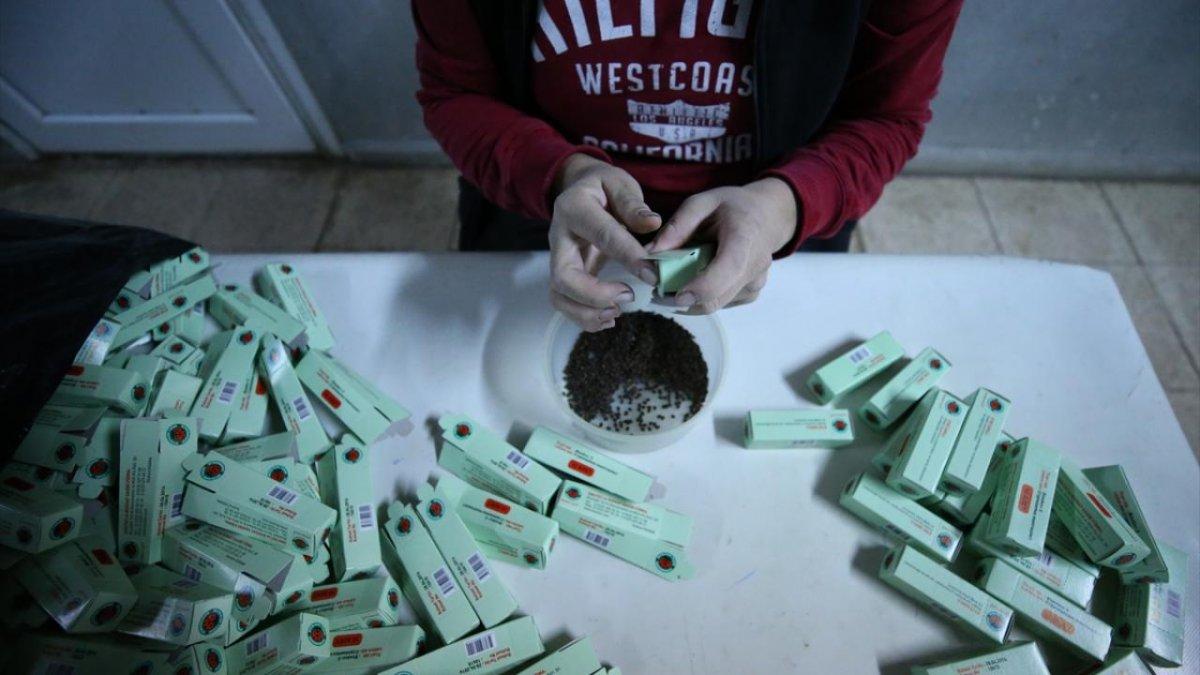 Hatay'da unlu bite karşı faydalı böcekler üretiliyor