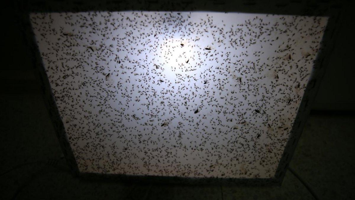 Hatay'da unlu bite karşı faydalı böcekler üretiliyor