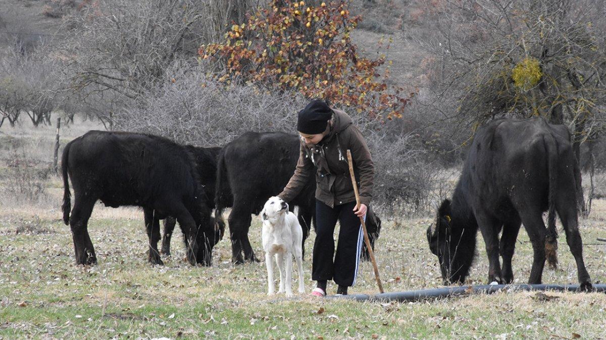 Liseli satranç şampiyonu Melek, hayvancılıkla uğraşan ailesine de destek oluyor