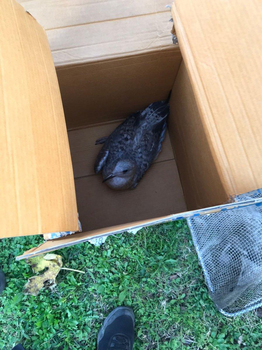 Kocaeli'de tenis kortunu kaplayan filelere takılan martılar telef oldu