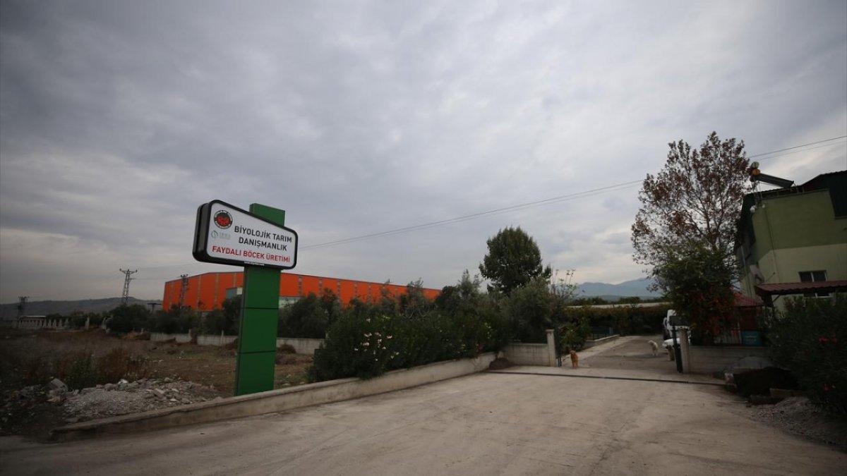 Hatay'da unlu bite karşı faydalı böcekler üretiliyor