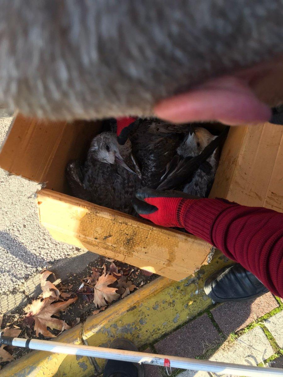 Kocaeli'de tenis kortunu kaplayan filelere takılan martılar telef oldu