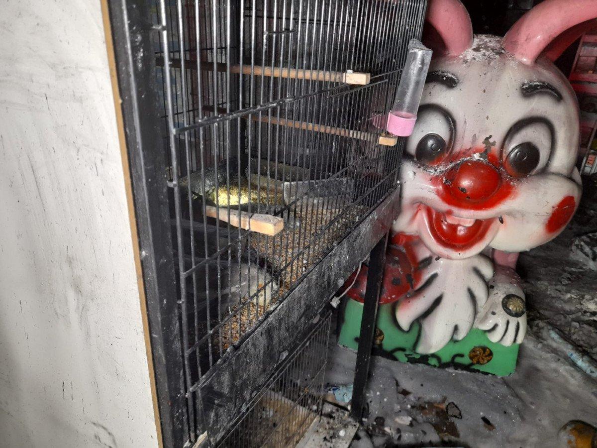 Bayrampaşa'da pet shop'ta çıkan yangında, çok sayıda hayvan öldü