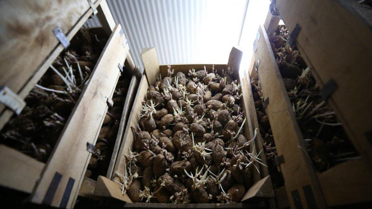 Hatay'da unlu bite karşı faydalı böcekler üretiliyor