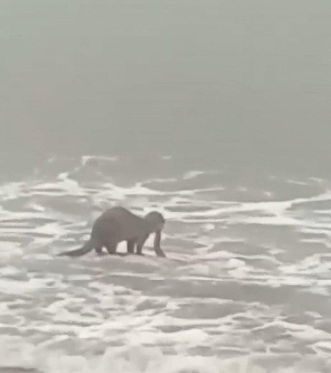 Yalova'da dev dalgalar sahile vurdu, kıyıda su samuru avlandı