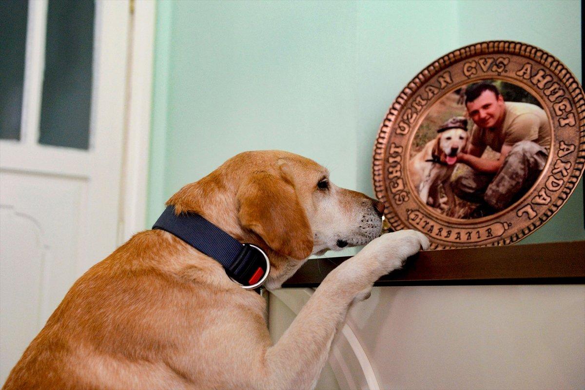 AA'nın 'Yılın Fotoğrafları' oylaması başladı