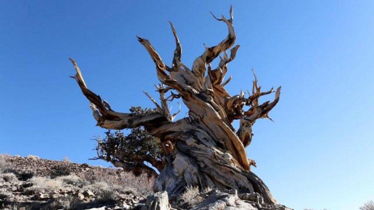 ABD'de 5 bin yıllık çam ağacı korumaya alındı