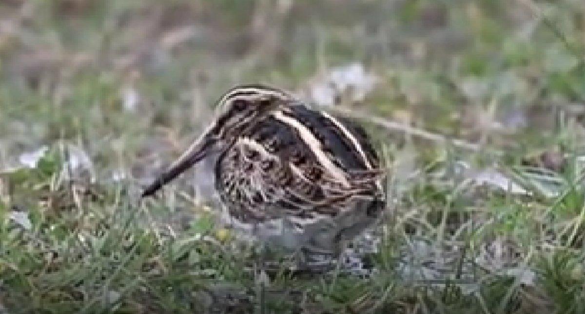 Dans eden su çulluğu