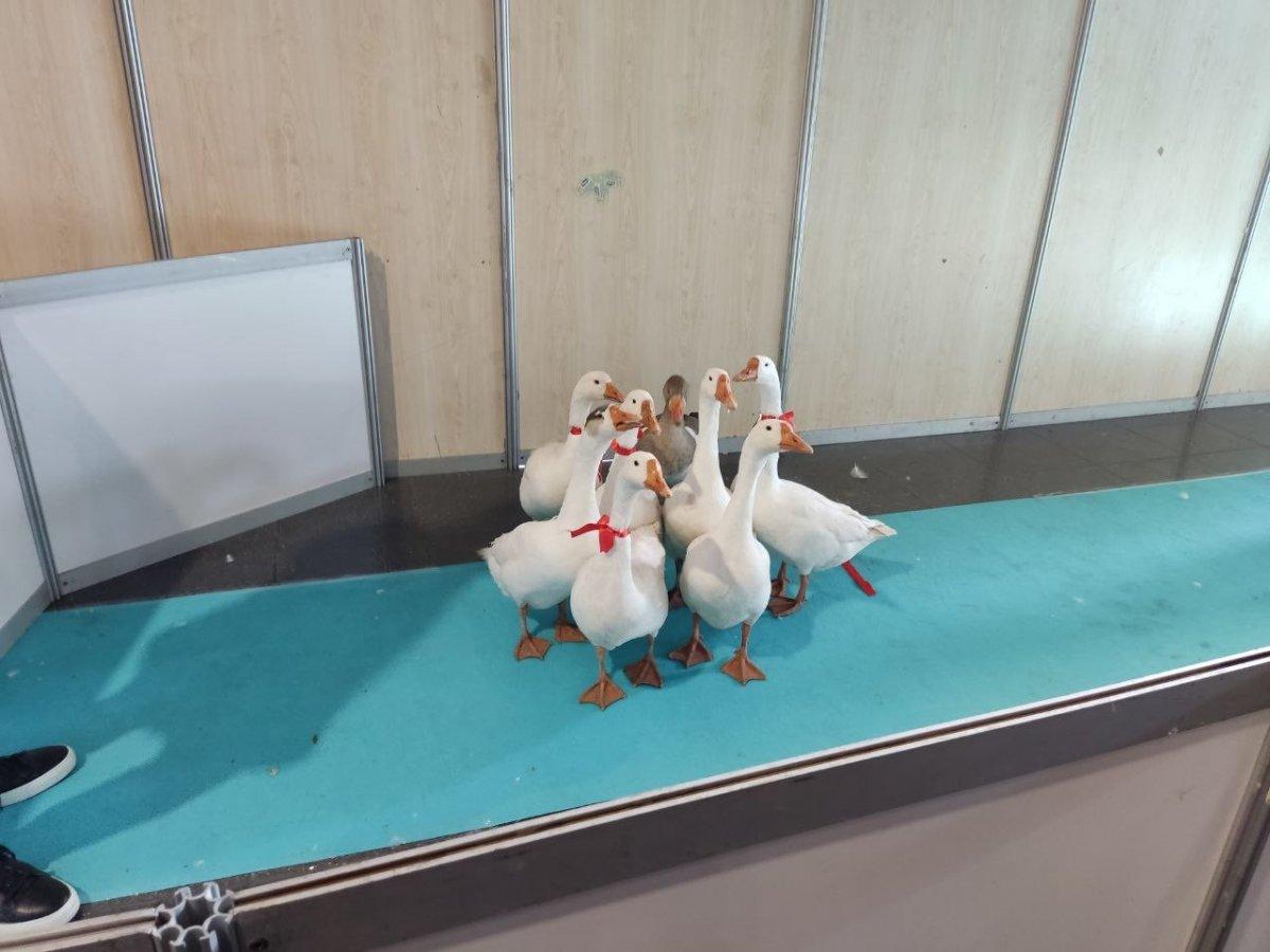 Ankara'da en güzel kaz 100 doları kaptı