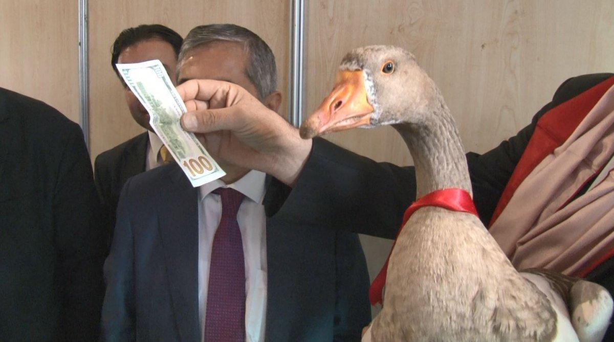 Ankara'da en güzel kaz 100 doları kaptı