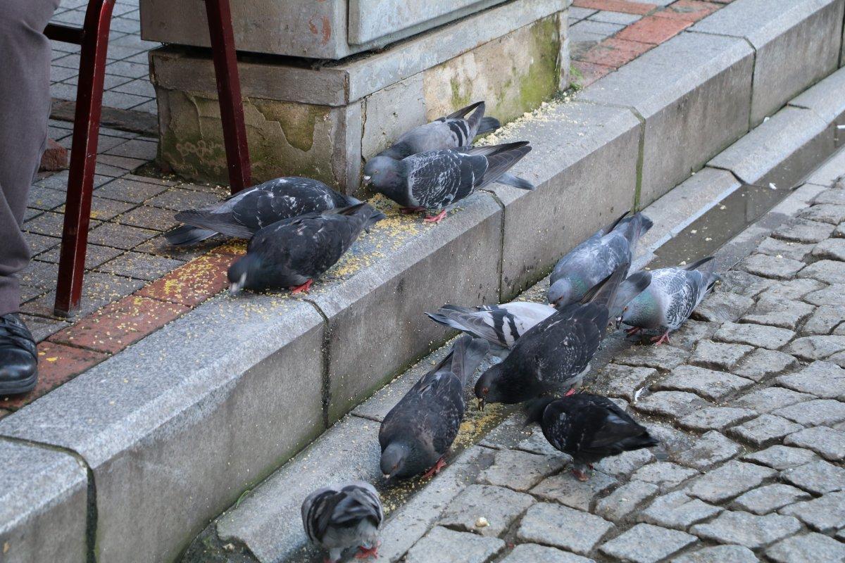 Rize'de güvercinleri besleyen simitçiye Güvercin Baba adı takıldı