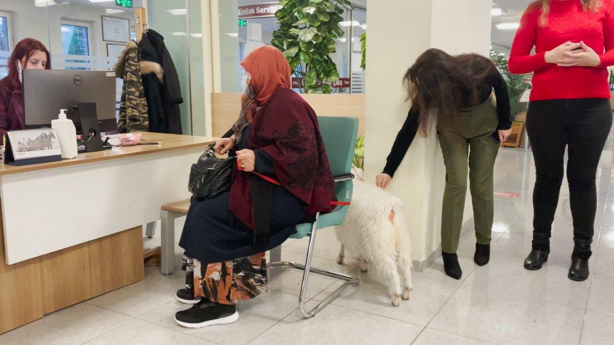 Ankara'da vergi borcunu yatırmaya keçisiyle gitti