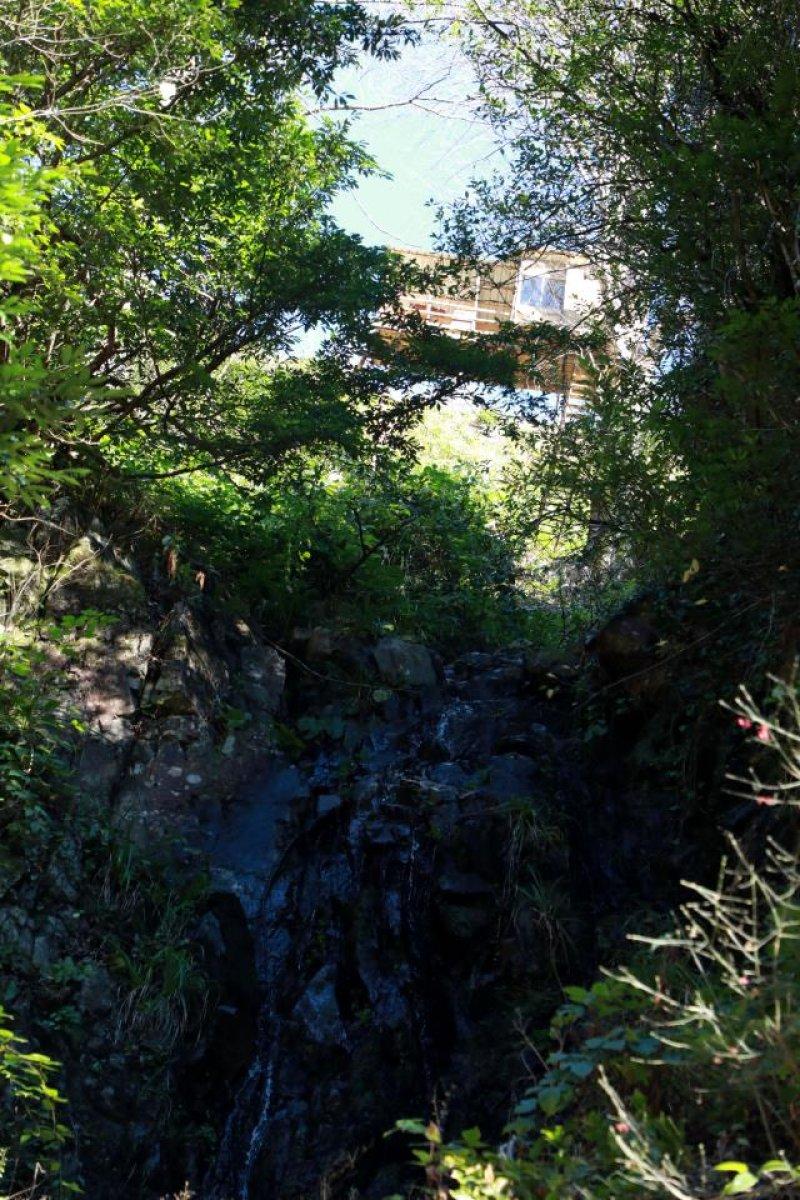 Rizeli vatandaş, ağaca ev yaptı