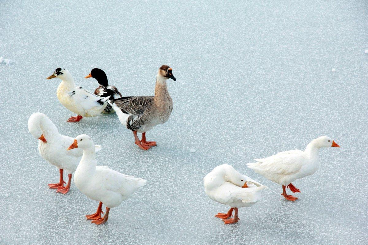 Yüzeyi buz tutan Ardıçlı Gölü mest ediyor