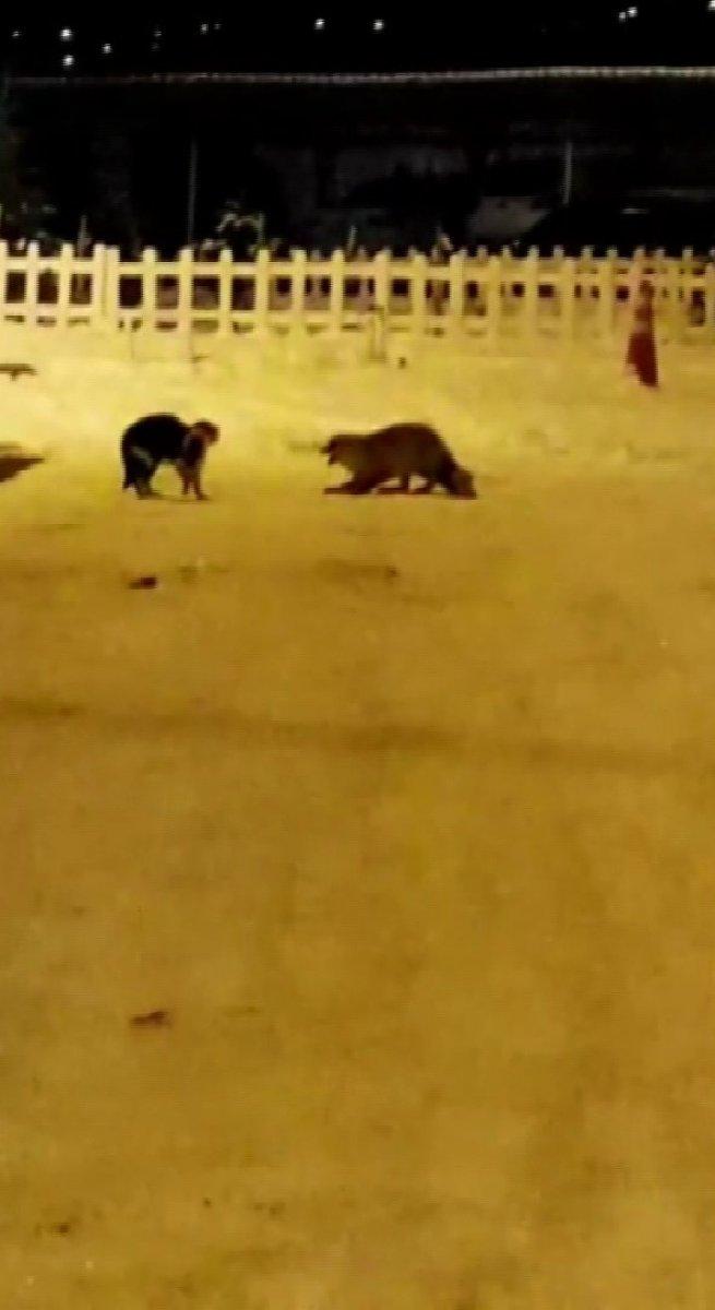 Ardahan'da tilkiyle kedinin kavgası, tebessüm ettirdi