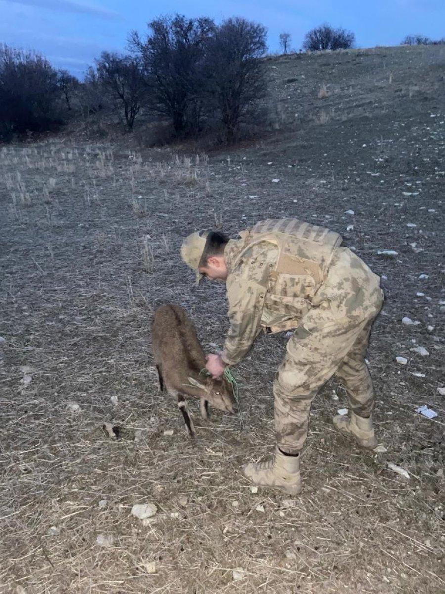 Tunceli’de Mehmetçikler yaban hayvanlarına kucak açtı