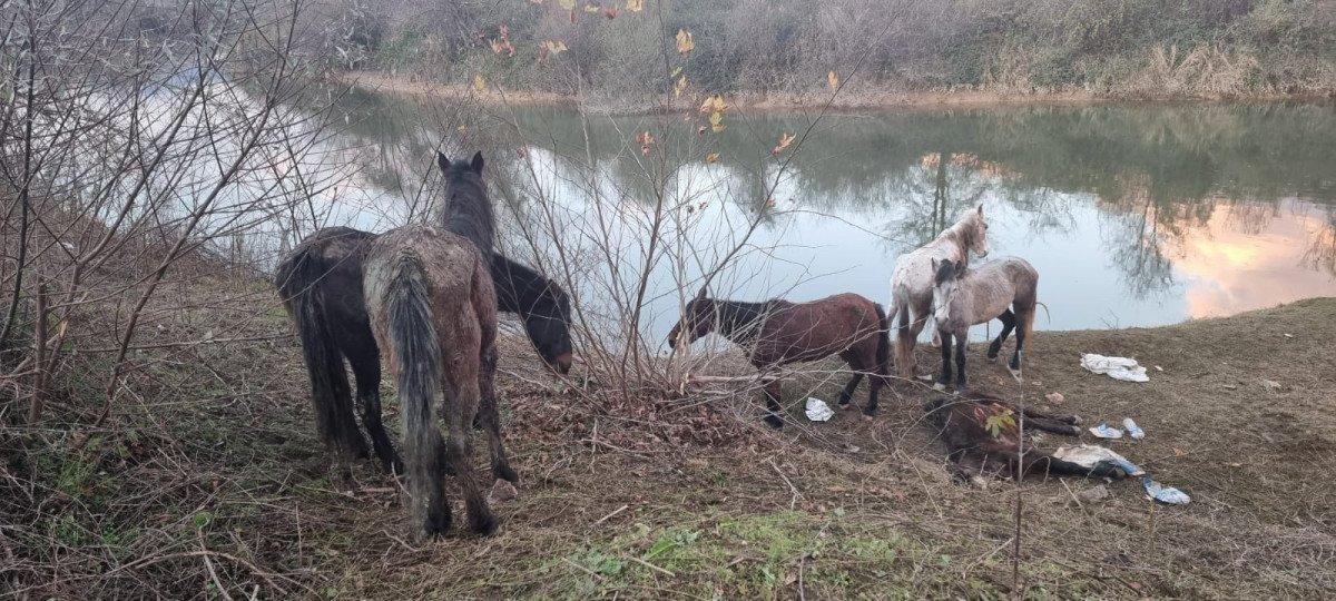 Sakarya'da kesilmek üzere farklı illerden getirilen 40 at kurtarıldı