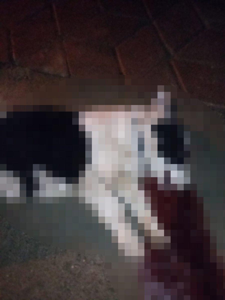 Zonguldak’ta, köpeği ezen 2 araç yoluna devam etti