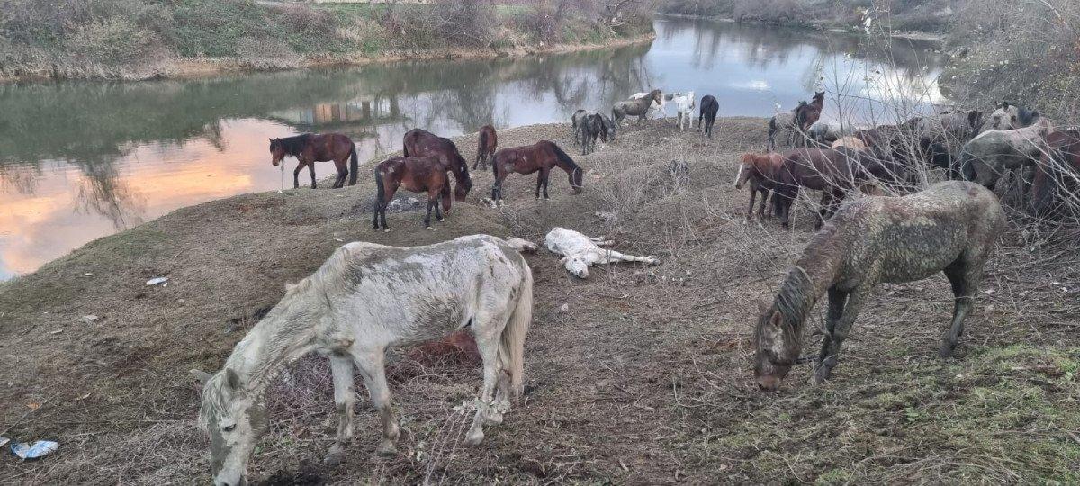 Sakarya'da kesilmek üzere farklı illerden getirilen 40 at kurtarıldı