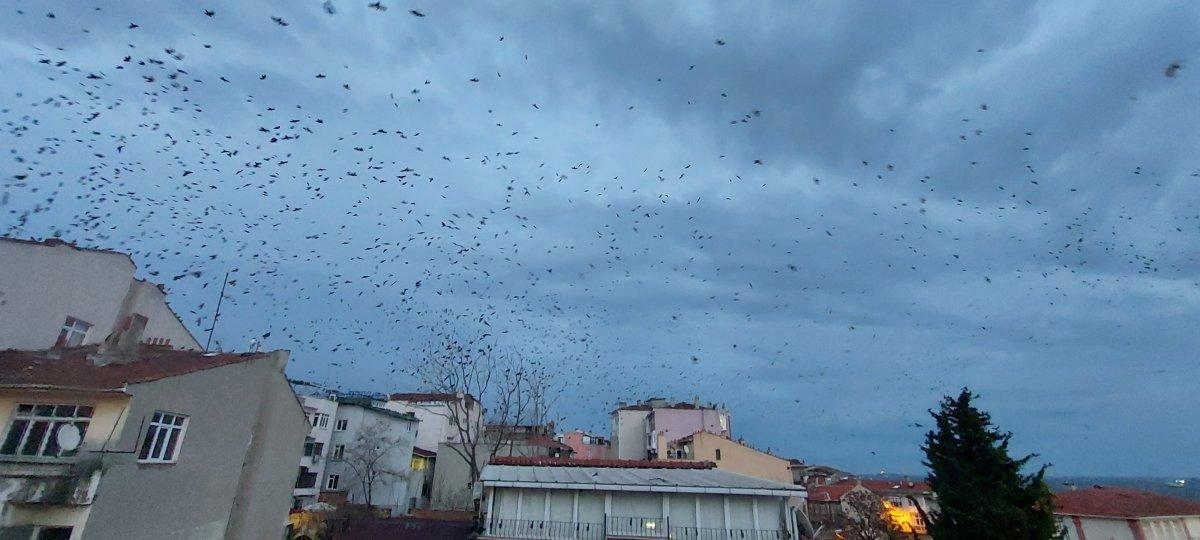 Tekirdağ'da karga istilası