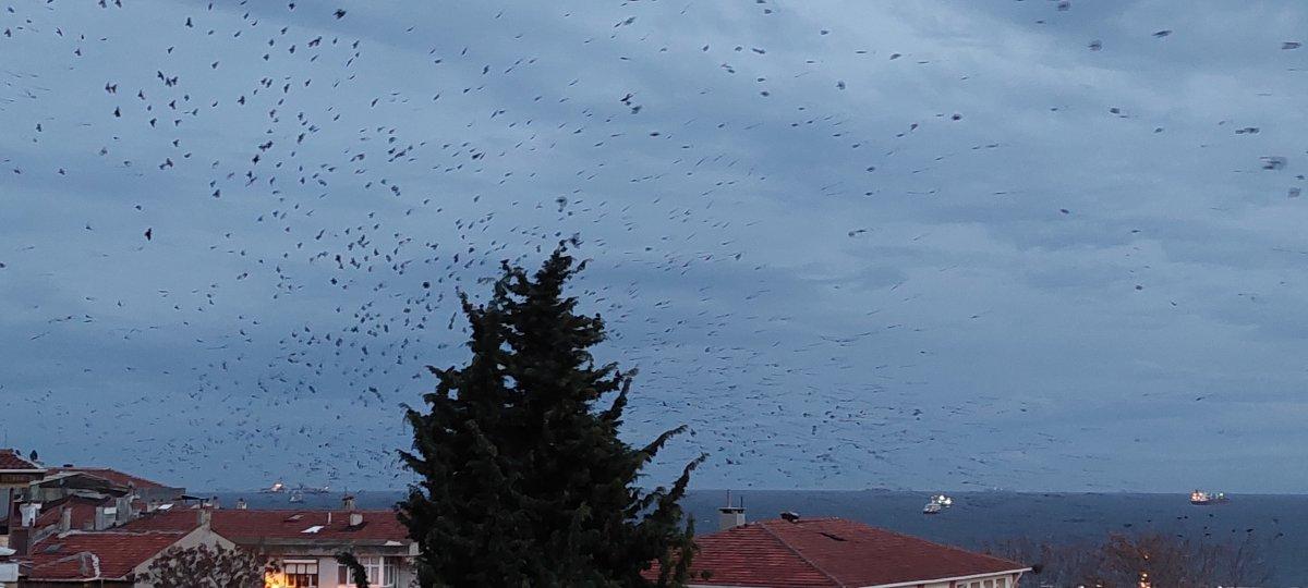 Tekirdağ'da karga istilası