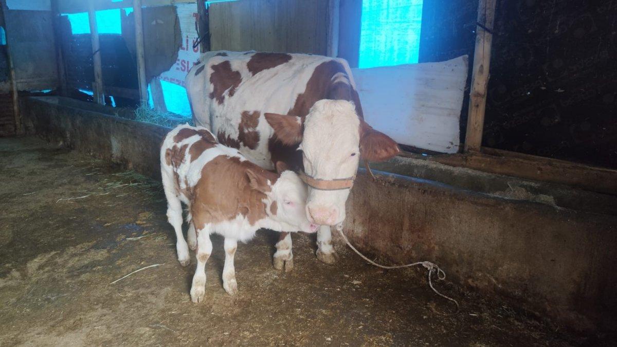 Tunceli'de kuyruksuz buzağı görenleri şaşırttı