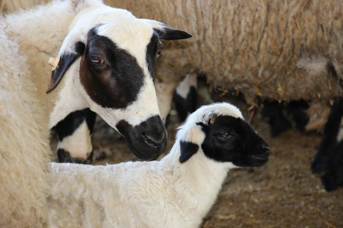 Küçükbaş hayvan sayısı