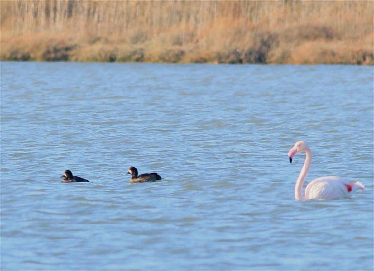 Karabaş patka, 11 yıl sonra Hersek lagününde