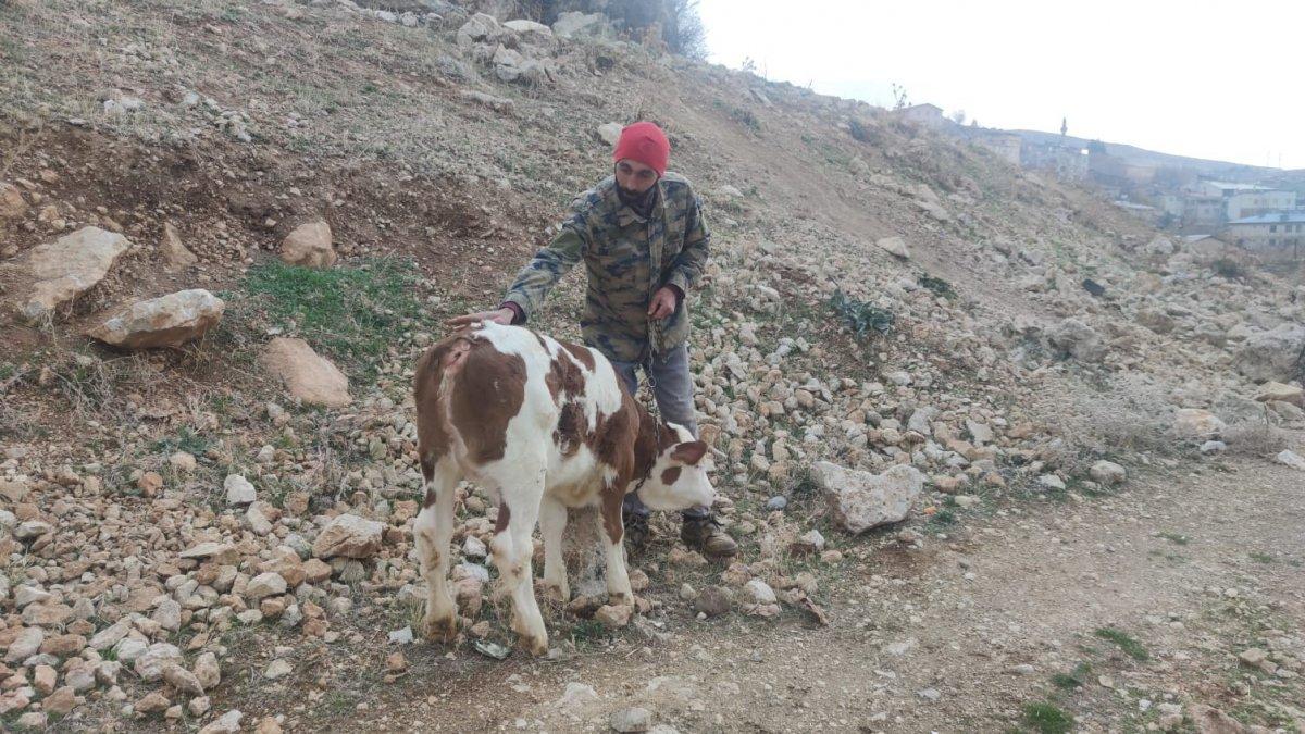 Tunceli'de kuyruksuz buzağı görenleri şaşırttı