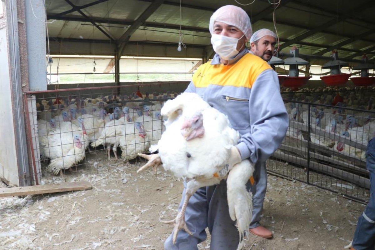 Yılbaşı hindileri satışa hazırlanıyor