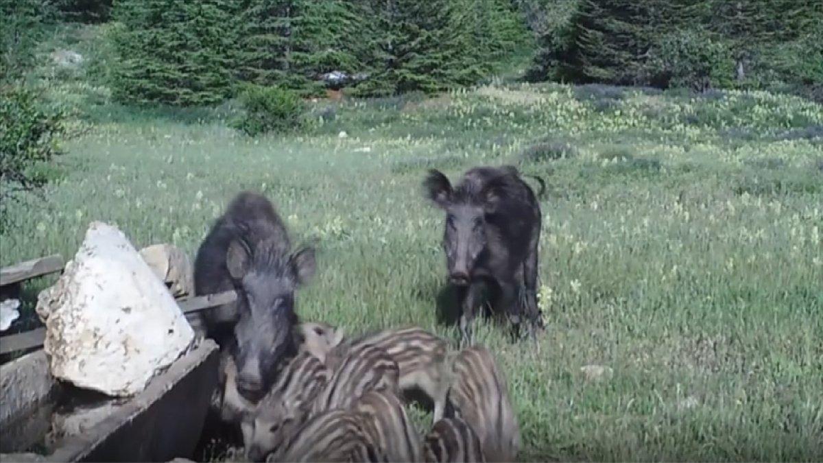 Antalya'da yaban hayatı fotokapanda