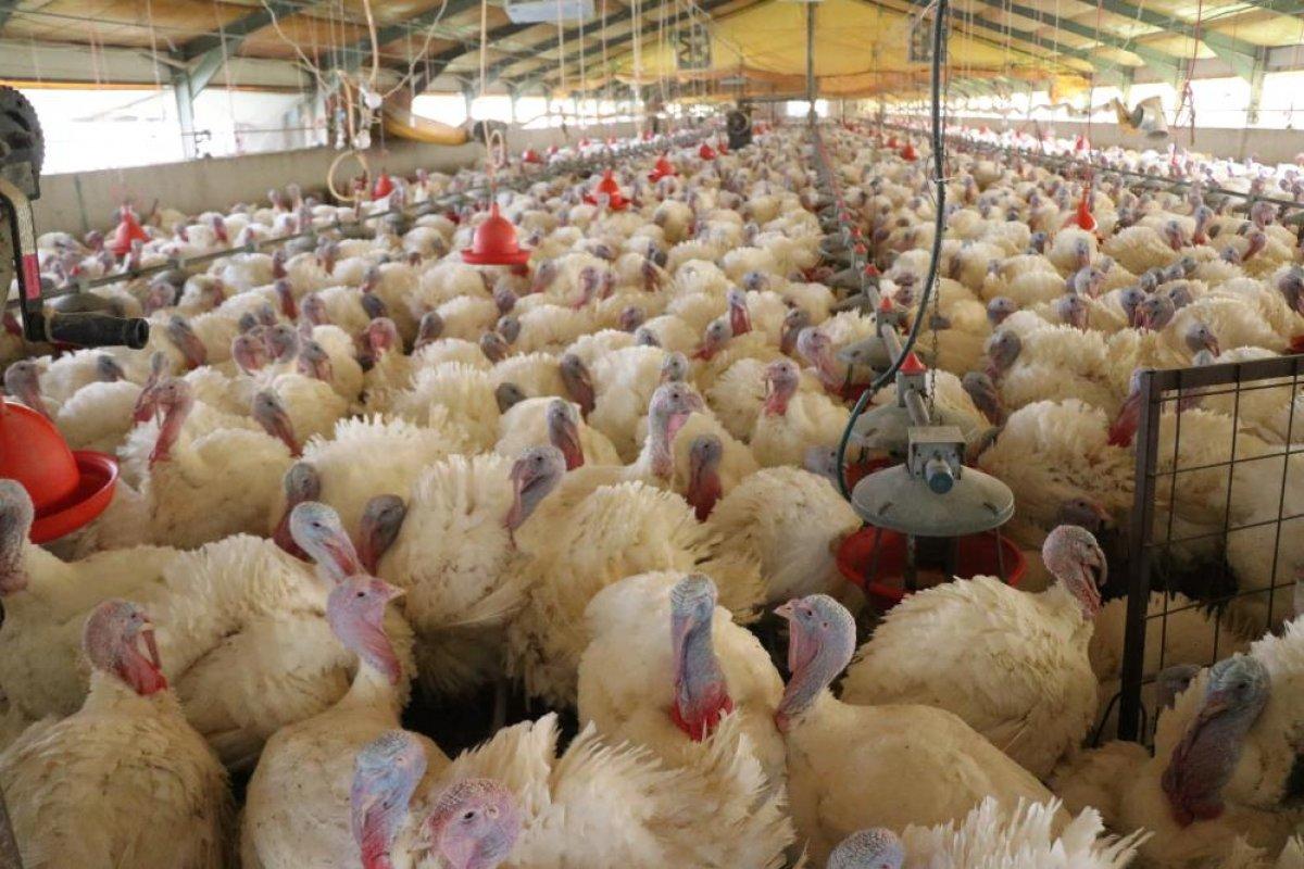 Yılbaşı hindileri satışa hazırlanıyor