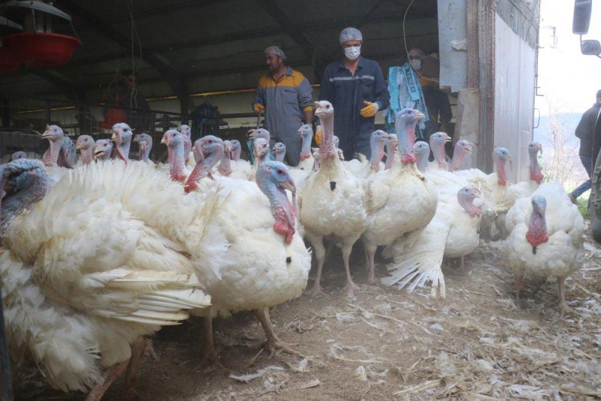 Yılbaşı hindileri satışa hazırlanıyor