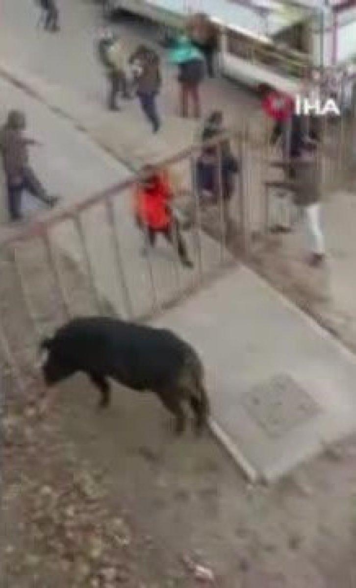 İspanya’da boğa, güreşi izleyen seyircilere saldırdı