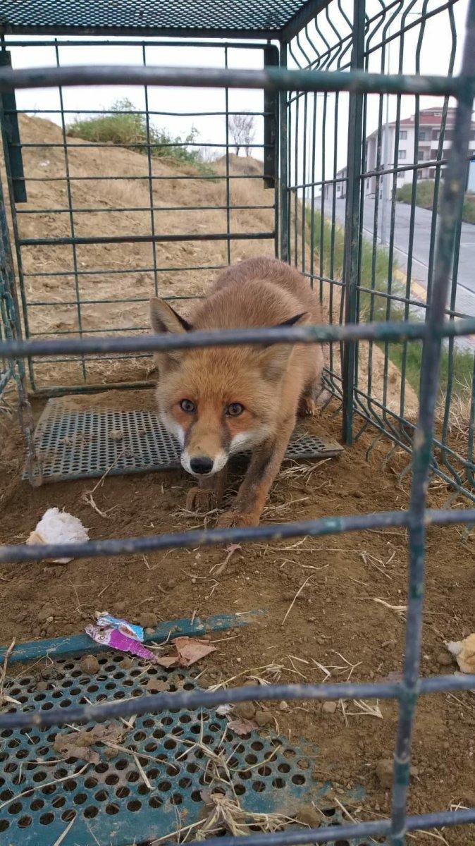 Karabük'te köpek tuzağına tilki düştü