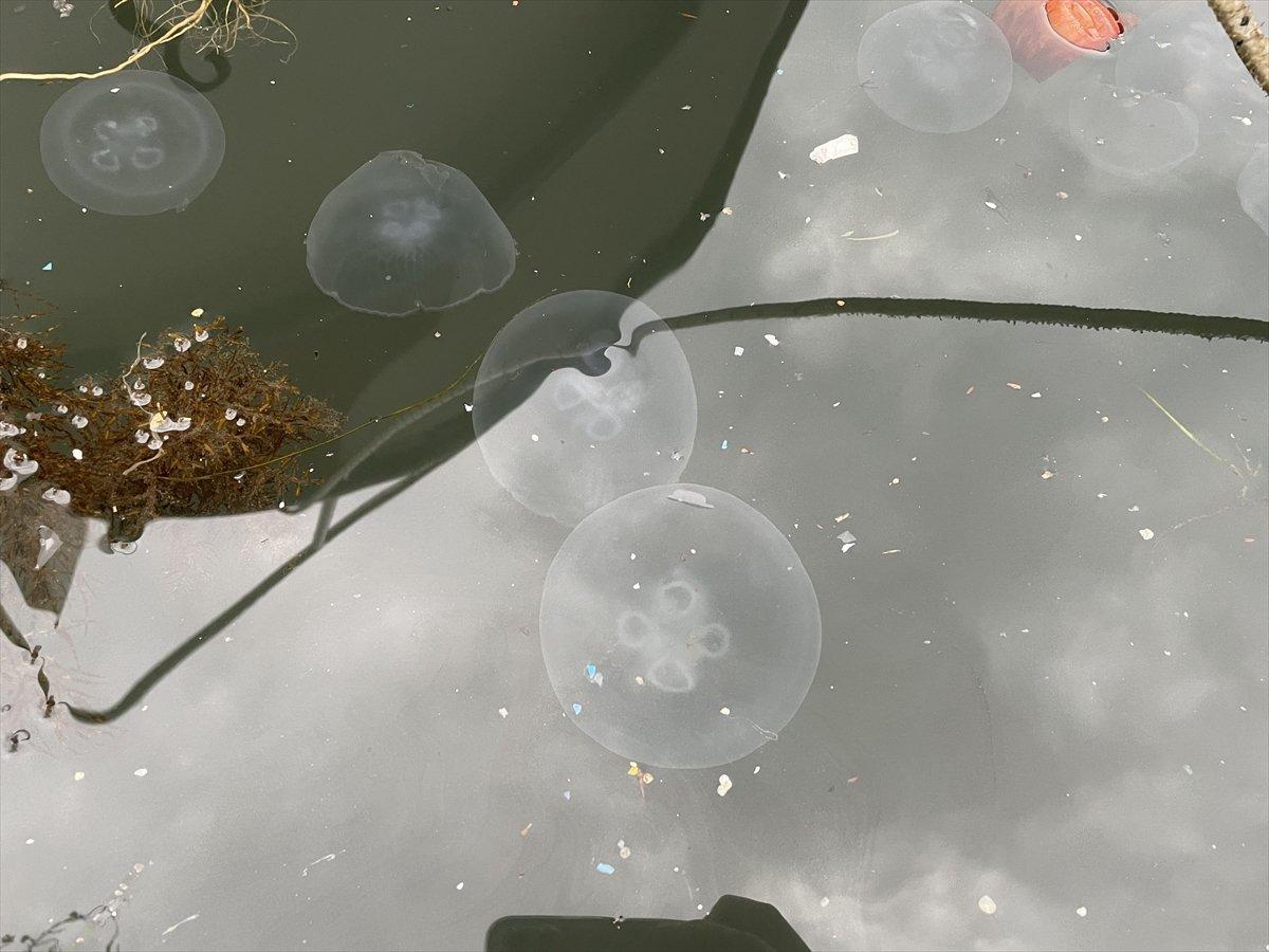 Marmara Denizi'nde denizanası istilası