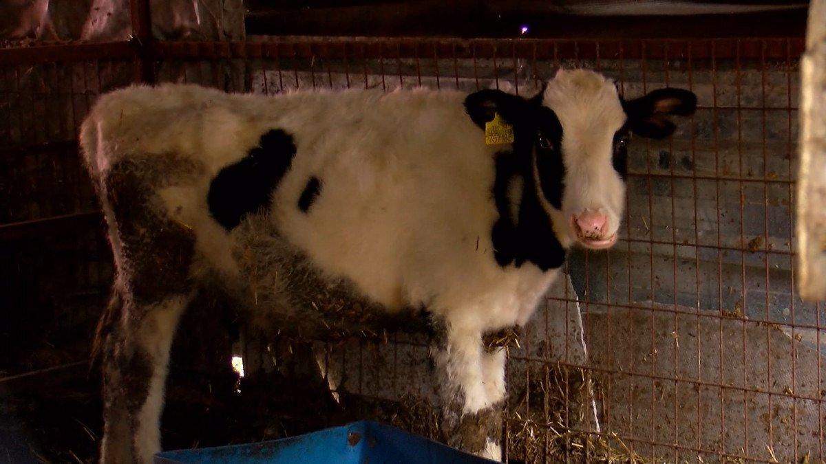 Üretici bile şaşkın: 3 liralık süt, marketlerde 18 lira