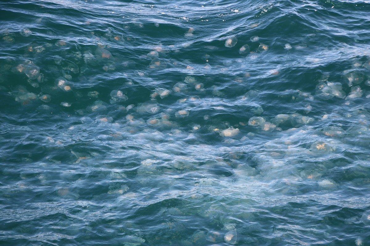 Marmara Denizi'nde denizanası istilası