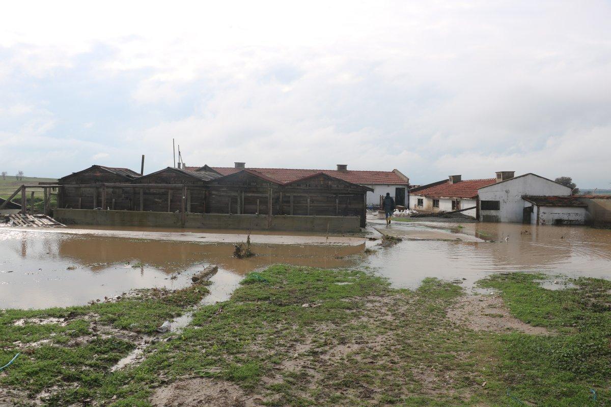 Edirne'de hayvanlar telef oldu