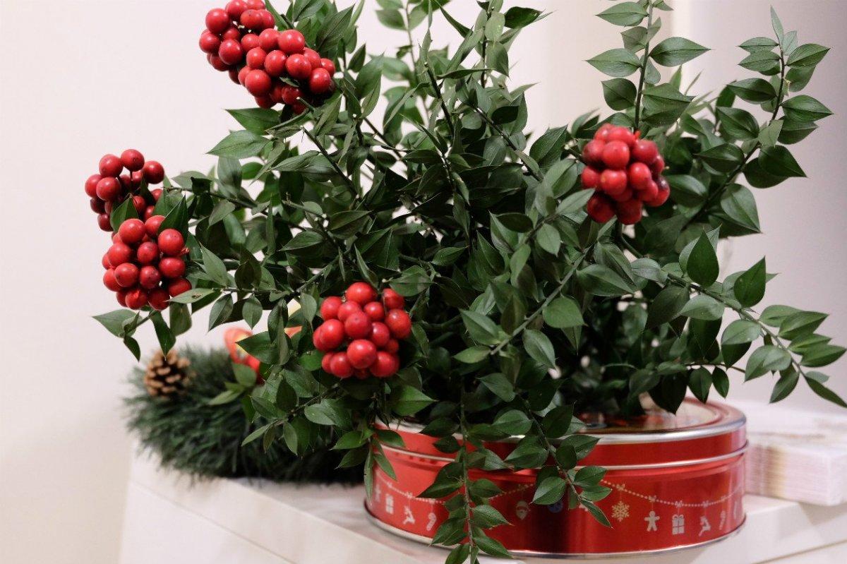 Bu çiçeği alan yaşadı: Kokina'nın anlamı meğer...